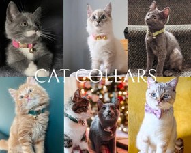 Resim Cat Collar Velvet Named Bell Cat Collar 649724 - Tasma + Papyon + Gezdirme İpi / L 