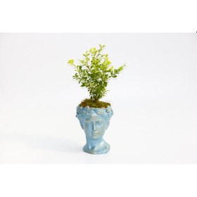 Resim Bonsai Helen Buxus - Mavi 