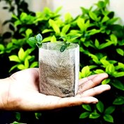 Resim 100/200/300 adet Biyolojik Parçalanabilir Tohum Fideleri, Dokunmamış Bitki Yetiştirme Torbaları, Kumaş Tohum Fide Saksıları Bitki Torbası, Ev Bahçe Malzemeleri, Toprak Nakil Torbaları için Fide Bitki Yetiştirme Torbaları Tarımsal Üretim Malzemeleri 8.0x10.01cm 