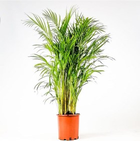 Resim Areka Palmiyesi 170-180 Cm - Salon Ofis Bitkisi 6343 