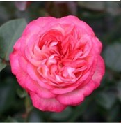 Resim Tüplü Yediveren Antik 89 Kırmızı-krem Sarmaşık Gül Fidanı 