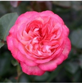 Resim Tüplü Yediveren Antik 89 Kırmızı-krem Sarmaşık Gül Fidanı 