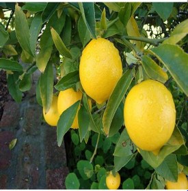 Resim Tüplü Xxl Jumbo Limon Fidanı 