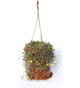 Resim Sarı Tesbih Çiçeği 2 Adet - Askılı Saksıda 1837 