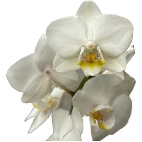 Resim Phalaenopsis 'amabilis' Beyaz Orkide Ø12 Cm 45-50 Cm 