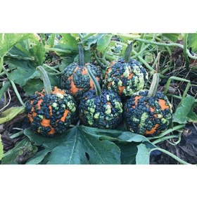 Resim 5 Adet Miniwarts Bal Kabağı Tohumu 