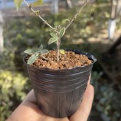 Resim 100 adet, Tohum Başlatma Saksıları, Bitki Fidanlık Saksıları, Plastik Çiçek Bitki Konteyneri, Drenaj Delikli Saksı, İç ve Dış Mekan Bahçe Dikimi için Bitki Etiketleri, Yeniden Kullanılabilir Çiçek Saksıları, Sukulentler ve Küçük Bitkileri Yeniden Dikmek için Küçük Bahçe Saksıları, Dikim Araçları 