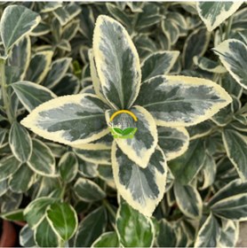 Resim 10 Adet Brovo Taflan Fidanı Paketi 'euonymus Japonica ' 
