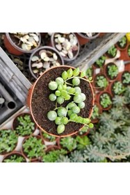 Resim Berke Fidancılık Tesbih-boncuk Çiçeği Sukulent,senekio (klenia Rowleyanus) 8 Lik Saksı 
