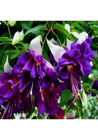 Resim Xxl Çiçekli Deep Purple Küpe Çiçeği Fidesi 1 Fide 