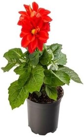 Resim 2'li Set Sarı- Kırmızı Dahliya Çiçeği+Hediyelik Kırmızı Gül Fidanı, BTSNU08042416 