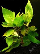 Resim Nomaphila Cherry Leaf Akvaryum Bitkisi Akvaryum Bitkileri 5 Dal 
