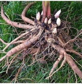 Resim Peonies Festiva Karışık Şakayık Çiçeği Yumrusu-Rizomu 3 Adet 