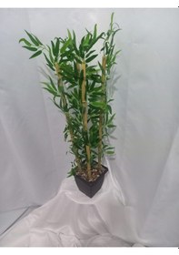 Resim Plastik Saksı Da 110 Cm Bambu Yeşil 
