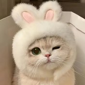 Resim 1 adet Sevimli Tavşan Kulaklı Kedi Şapkası - Yumuşak Örgü Polyester Pet Kostümü Paskalya, Rol Oyunu ve Fotoğraf Çekimlerinde, Rahat ve Makinede Yıkanabilir, Kediler ve Küçük Köpekler için Mükemmel, Şenlikli Başlık | Sevimli Kostüm | Örgü Dokusu 