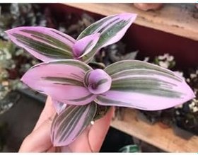 Resim Tradescantia Nanouk Pembe Telgraf Çiçeği, BTSR532 
