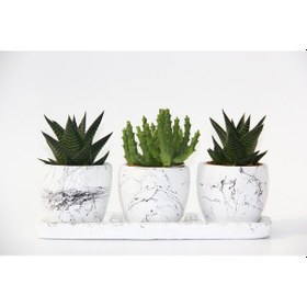 Resim Trio Beyaz Sukulent Seti - Haworthia. Crassula Huernia Angolensis 