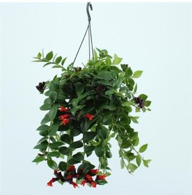 Resim Ruj Çiçeği - Askılı Saksıda 