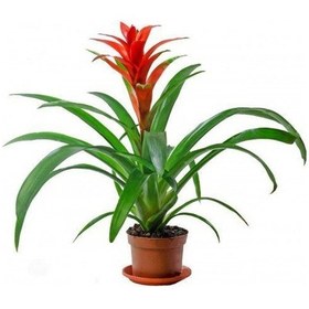 Resim Guzmanya Çiçeği - 