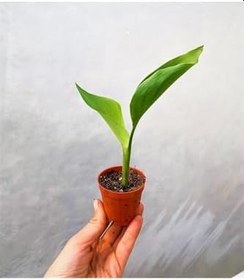 Resim Mini Saksıda Starliçe Cennet Kuşu Çiçeği 