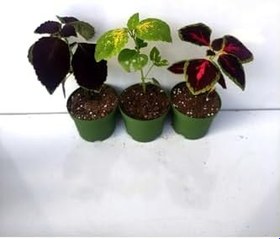 Resim Kolyoz Yaprak Güzeli Kolyos Çiçeği 3 Adet Saksılı Balkon Çiçeği, GDB140624NA21 