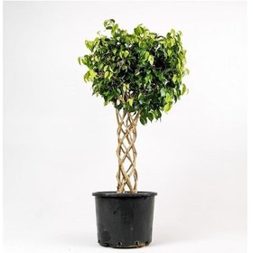 Resim Ficus Benjamin Bitkisi Kafes Örgülü 100-120cm 