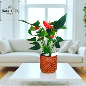 Resim Bitkitürk-beton Saksıda Antorium Çiçeği Ofis Salon İç Mekan 