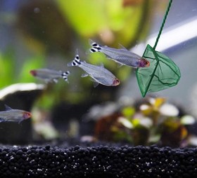 Resim Akvaryum Balık Kepçesi 12 Cm. 