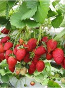 Resim 550 Adet Albion Açık Köklü Frigo Taze Yediveren Çilek Fidanı Fidesi 