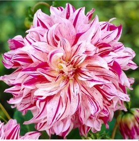 Resim Xxl İri Çiçekli Bristol Stripe Dahlia Yıldız Çiçeği Soğanı Yumrusu 1 Adet 