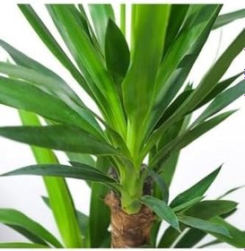 Resim Iki Gövdeli Yuka Çiçeği 