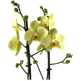 Resim Phalaenopsis 'Alassio' (Sarı Orkide) Ø12 cm 70-80 CM 
