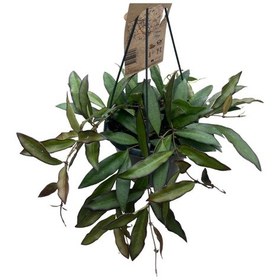 Resim Hoya 'rosita' Mum Çiçeği Ø14 Cm Y30-35 Cm 