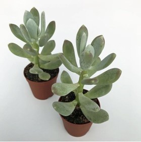 Resim Bitkim Sende Pachyphytum Glutinicaule Sukulent Bitki 