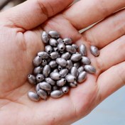 Resim 20/40/60 Adet Zeytin Şeklinde Balıkçılık Ağırlıkları, 2g Kurşun Kolye Sinkerleri Patlama Kancaları İçin, İçi Boş Çekirdek, Çakmak Taşı Yok, Pilsiz, Gümüş, Balıkçılık Malzemeleri Aksesuarları 