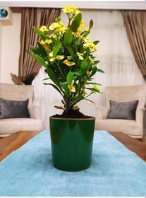 Resim Videolu Sarı Renkli 1 Adet Dev Dikenler Tacı Çiçeği 30-40Cm Saksılı (Euphorbia) 