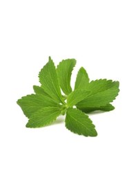 Resim Stevia Tohumu Şeker Otu Tohumu 500 Adet Tohum 