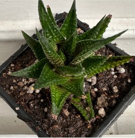Resim ATABEY ÇİÇEK Howarthia limifolia sukulent 