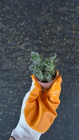 Resim NuNu By Spiral Green Mini Sukulent (Crassula Pagoda) - 6-10 cm 