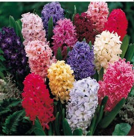 Resim Hyacinthus Karışık Mix Sümbül Soğanı 10 Adet 