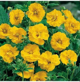 Resim Soğuklara Dayanıklı Katmerli Yellow Beauty Geum Çiçeği Tohumu 20 