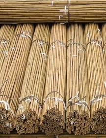 Resim 50 Adet Bambu Bitki Fidan Destek Çubuğu 190 - 200 Cm 