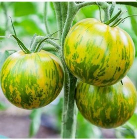 Resim Green Zebra Çizgili Domates Tohumu 15 Tohum 