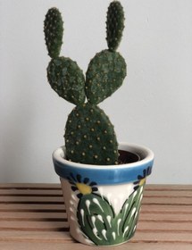 Resim Tavşan Kaktüs - Opuntia 