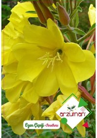 Resim Arzuman Süs Bitki Ezan Çiçek Tohumu 