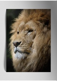 Resim Metal Baskı Parlak Aslan Duvar Tablosu 