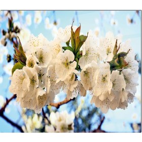 Resim Olinpa Cam Ocak Arkası Koruyucu | Çikolata Desenli 