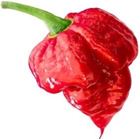 Resim Ithal Nadir Çok Acı Trinidat Scorpion Biber Tohumu 10 Adet Tohum Dünyanın En Acı Akrep Biberi 