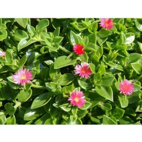 Resim Buz Çiçeği 180 Adet - Çok Yıllık Çiçek 