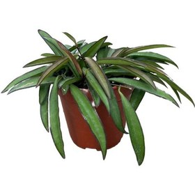 Resim Hoya Wayetii Mum Çiçeği 